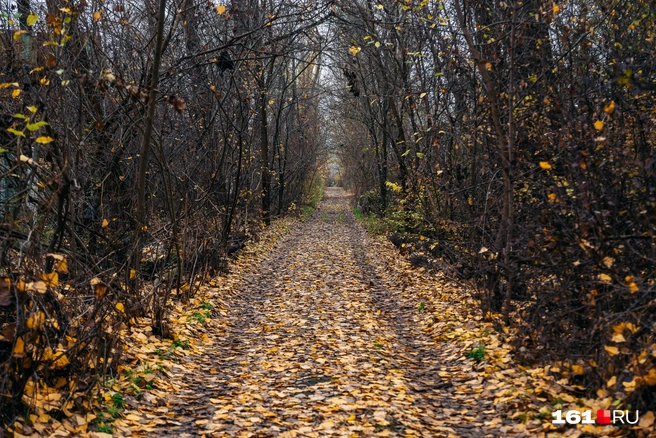 Дорога как из сказки | Источник: Евгений Вдовин / 161.RU