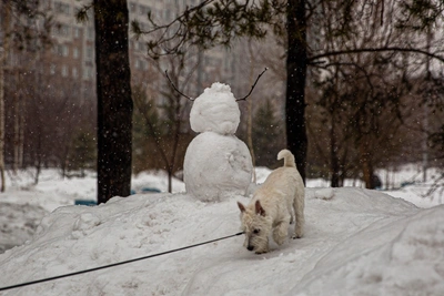 В Екатеринбурге в престижном ЖК загадочно гибнут собаки
