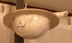25 фотосвидетельств, что коты могут спать где угодно и когда угодно