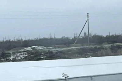 Лебедя спасли из ледовой ловушки под Волгоградом