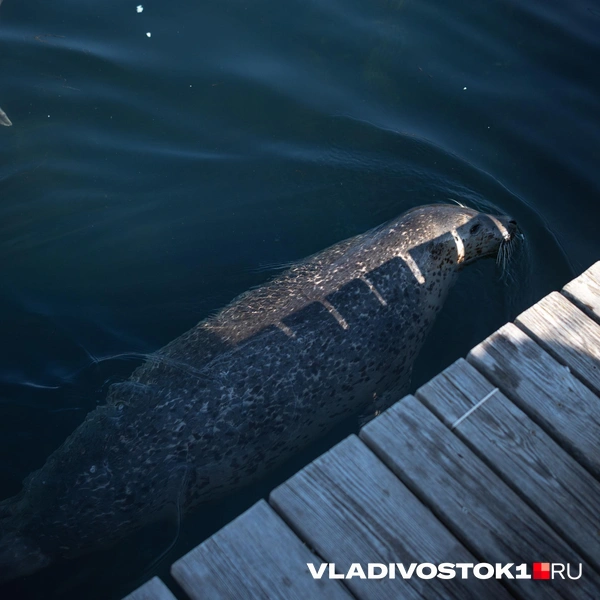 Источник: Елена Буйвол / VLADIVOSTOK1.RU