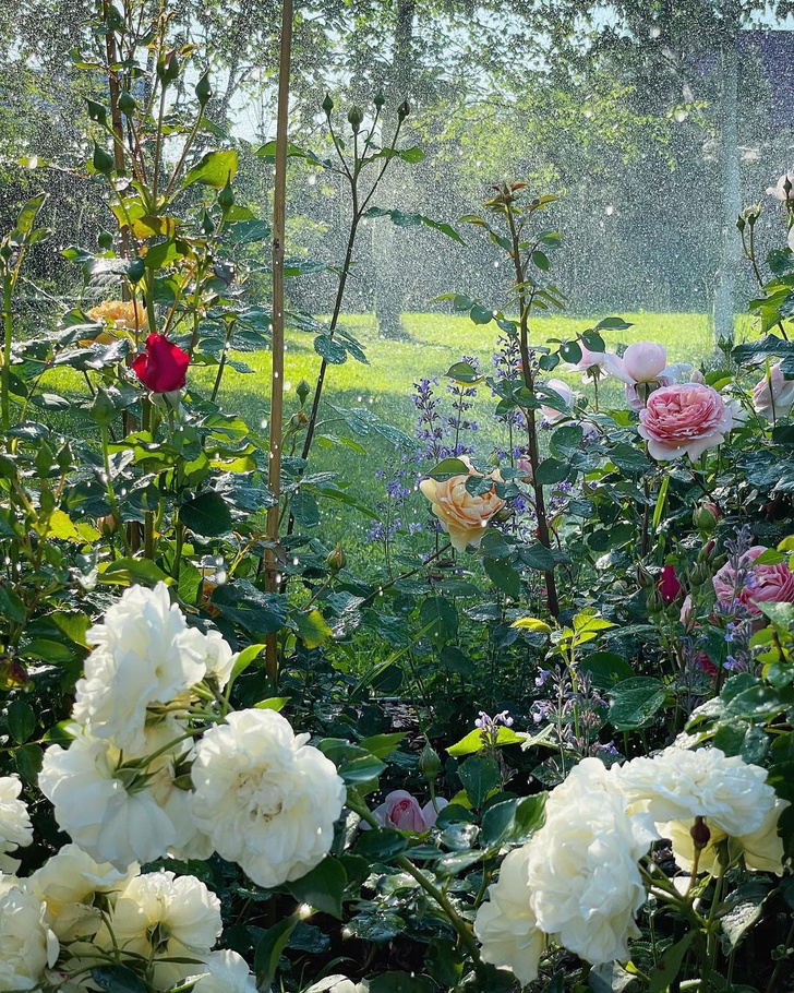 Лайфхаки, которые помогут освежить сад после жары: начните прямо сейчас!