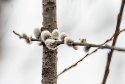 Дожди и похолодание на Ставрополье перед Пасхой