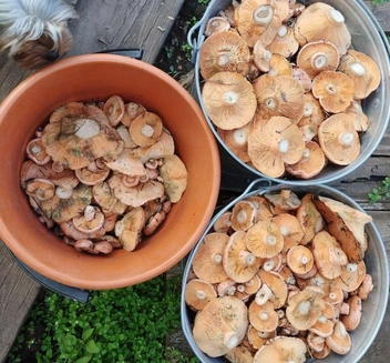 Это волнушки из Красночикойского района, из местечка Подбор, что в южной часть села Барахоево | Источник: читатель «Чита.Ру»