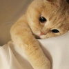 userpic__grib201001
