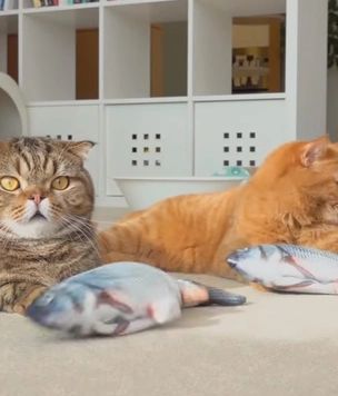 Коты уморительно играют с заводной рыбой (видео)