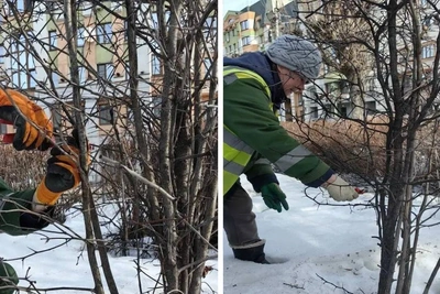 В центре Рязани снова обрезают деревья