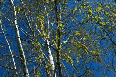 Аллергикам: в Кузбассе переменчивая погода и пыльца