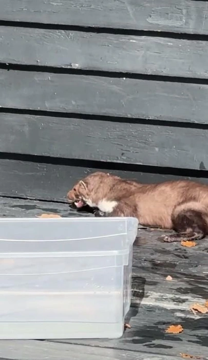 В Севастополе зараженная бешенством куница укусила винодела Павла Швеца. Животное в ночи пробралось в дом | Источник: Скриншот с телеграм-канала Павла Швеца