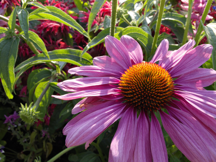 Пусть расцветают: 7 цветов, которые будут украшать ваш сад в сентябре