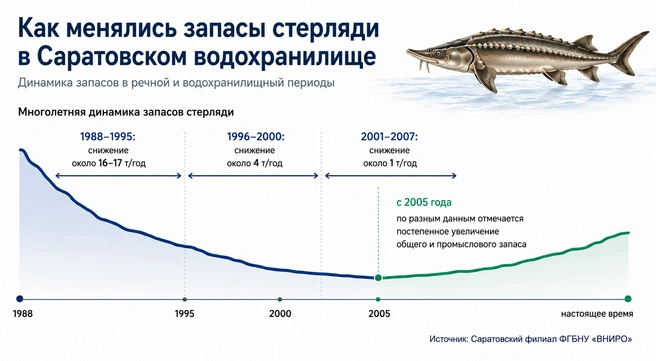 Учёные рассказали, что общие запасы стерляди в Саратовском водохранилище после 1988 г. непрерывно снижались со скоростью: в 1988–1995 гг. — около 16-17 т/год, в 1996–2000 гг. — 4 т/год, в 2001–2007 гг. — 1 т/год. И лишь недавно начали расти! | Источник: OpenAI