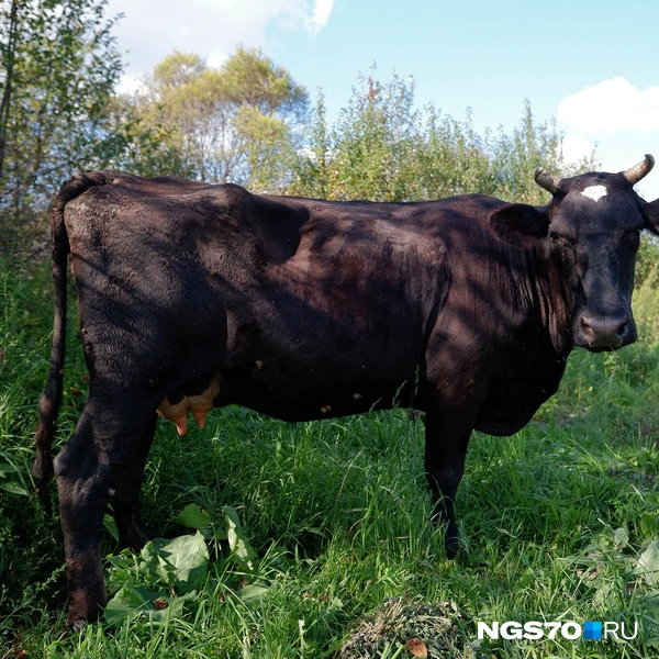 Источник: Варвара Фролова / NGS70.RU