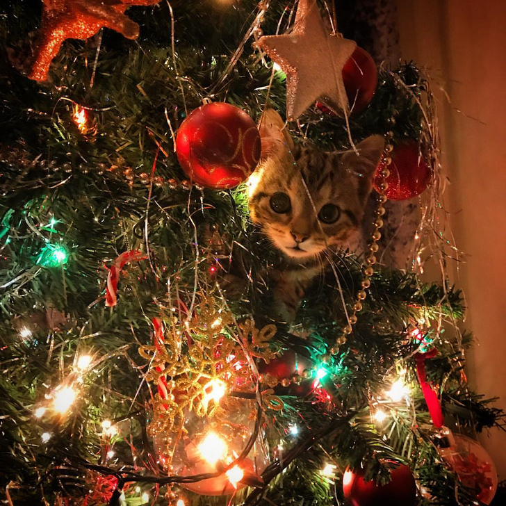 Кровать для котика