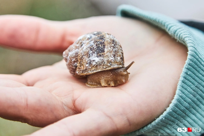 К вечеру улитка просыпается, становится активнее. Выползает искать еду | Источник: Роман Данилкин / 63.RU