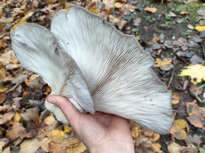 Источник: Арсен Агаев / Грибы в Подмосковье 2025 / VK.com