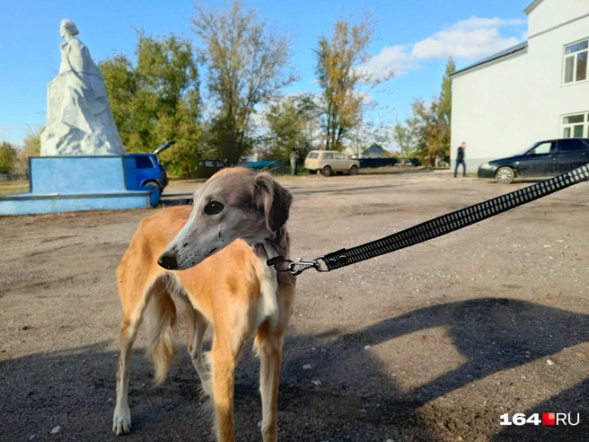 Южнорусская степная борзая | Источник: Архив Светланы Подоляко