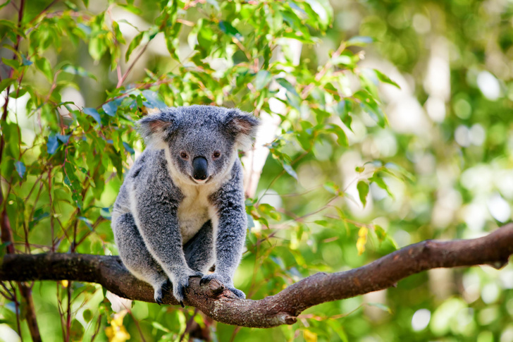 Eucalyptic bricks: how koals survive on a specific diet