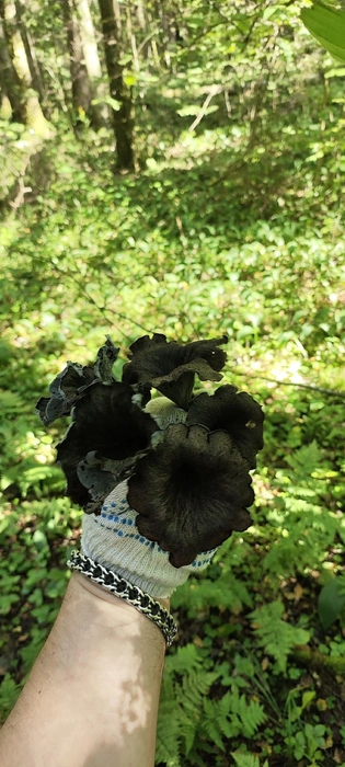 Источник: «Грибы и Грибники Подмосковья» / vk.com