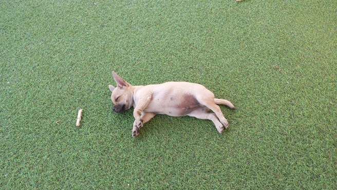 Так и хочется погладить этого милашку! | Источник: читатель 63.RU