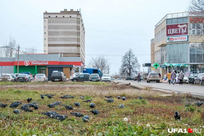 Голубей, к слову, много | Источник: Булат Салихов / UFA1.RU