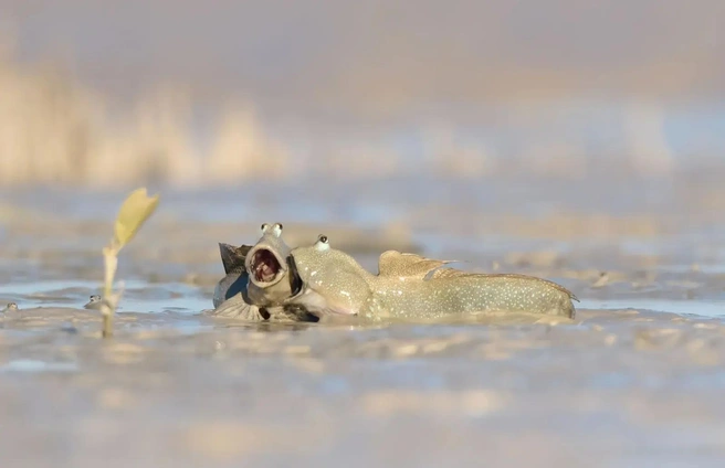 Источник: Emma Parker / Nikon Comedy Wildlife Awards 2025