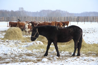 По следам подков: фермер заплатит за ДТП с лошадьми