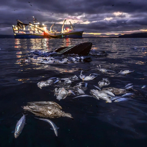 Второе место в номинации «Человек и природа» | Источник: Audun Rikardsen / European Wildlife Photographer of the Year 2025
