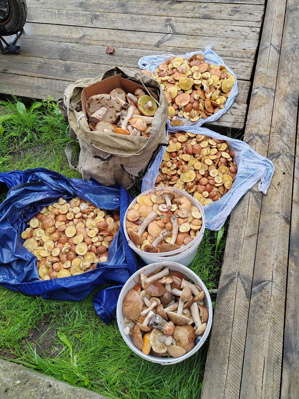 Маслята — отдельно, красноголовики — отдельно | Источник: Йоргина Бобыкина