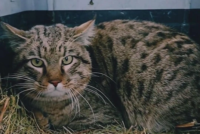 Дикую степную кошку выпустили на волю в Волгограде