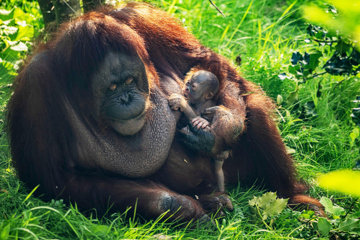 Орангутаны из Честерского зоопарка стали родителями
