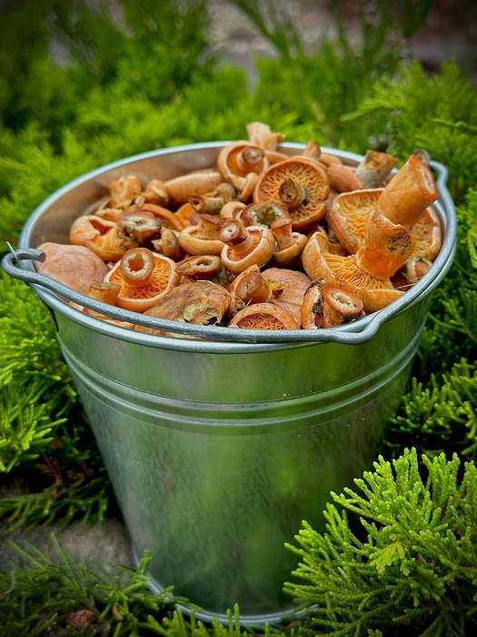 Теперь не только грибы. Рыжих в лесу становится больше | Источник: Наталия Архипова / «Грибы и Грибники СПб„