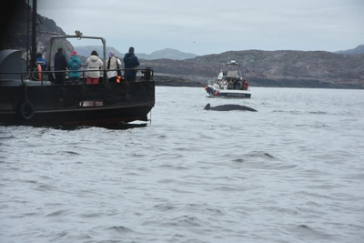 Murmansk Region develops rules for whale, bird, and marine animal observation