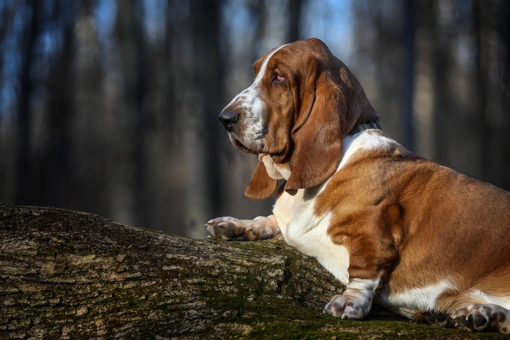Источник: Ershov_Andrey via Shutterstock/Fotodom.ru