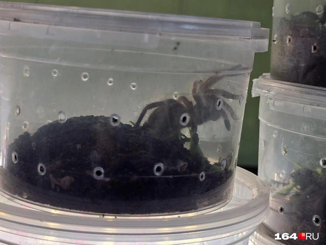 Они не агрессивные, если их не доставать | Источник: Семен Коротов-Майбах / 164.RU