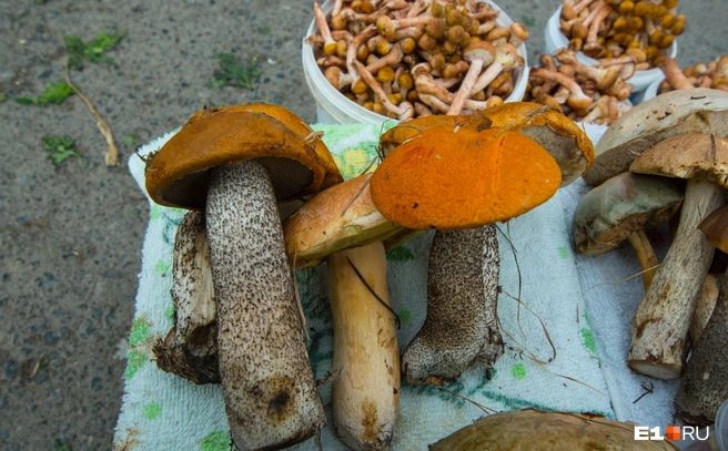 В каком виде грибы любите? | Источник: Артем Устюжанин / E1.RU