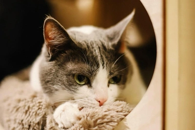 Кошка Марла ищет семью в Самаре после восьми лет в приюте