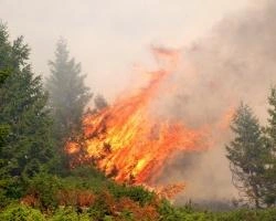 Более 700 га леса охвачено пожарами в Красноярском крае | ngs24.ru