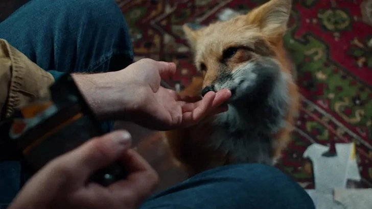 В сериале Александр Миронов занимает тем, что одомашнивает лис