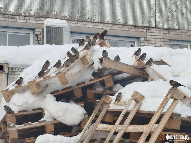 Источник: читатель «Фонтанки» Сергей