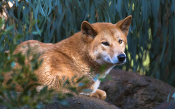 Собаки с волчьим билетом: как динго воцарились в Австралии, уничтожив практически всех своих конкурентов