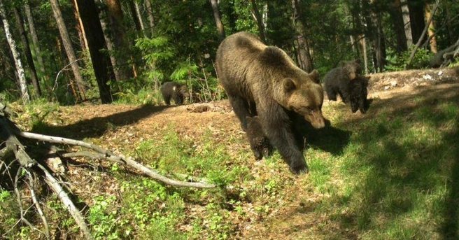 Еще один медведь едва не загрыз мужчину в Лесосибирске | ngs24.ru