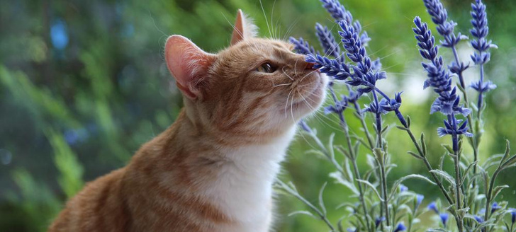 Топ-5 самых опасных растений для кошек и собак