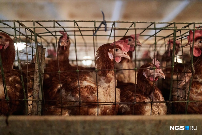 Птиц стало содержать дороже | Источник: Александр Ощепков / NGS.RU