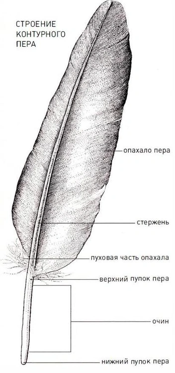 Живая радуга: легко ли быть пернатым