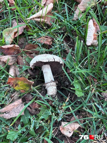 Гриб считается городским | Источник: читательница 76.RU