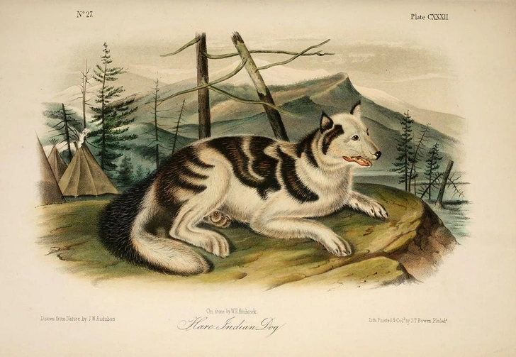 Собака индейцев сахту  | Источник: Wikimedia Commons