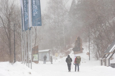 Стаи бродячих собак атакуют туристов на Красноярских Столбах