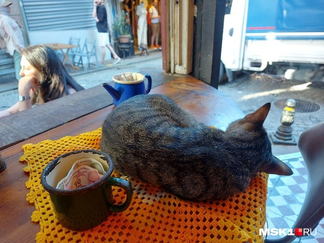 О скачках курсов рубля и лиры волнуются экономисты и туристы, а вот стамбульских котиков эта проблема совершенно не беспокоит | Источник: Анна Голубницкая / MSK1.RU