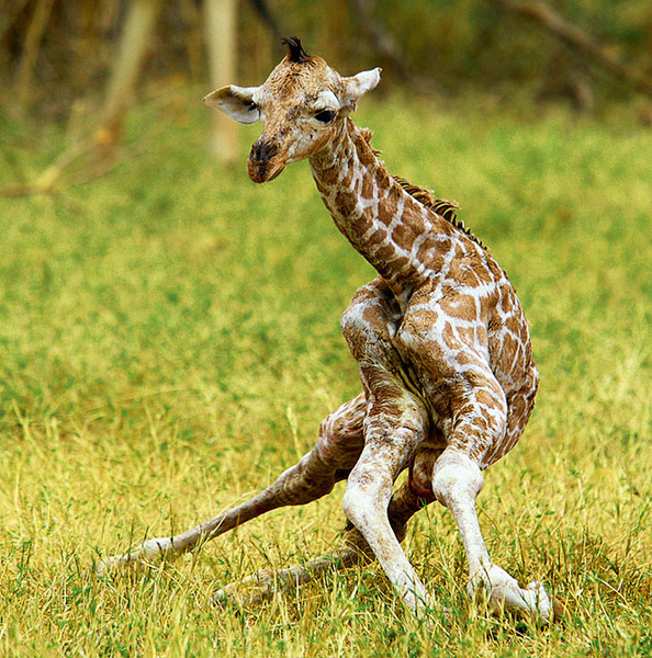 Стоковые фотографии по запросу Африканский жираф