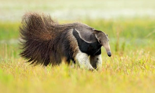 Вечный скиталец: как живет гигантский муравьед — один из самых удивительных зверей в мире
